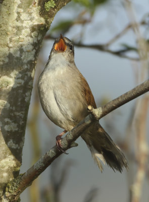 Cetti's Warbler - Cettia cetti (Cetti's Zanger)