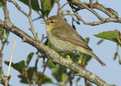 Northern Chiffchaff - Phylloscopus collybita (Tjiftjaf)