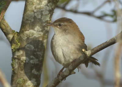 Cetti's Warbler - Cettia cetti (Cetti's Zanger)