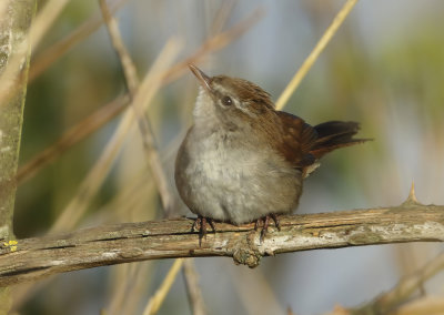 Cetti's Warbler - Cettia cetti (Cetti's Zanger)