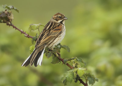 Reed Bunting - Emberiza schoeniclus (Rietgors) 