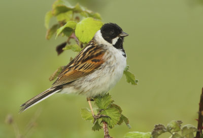 Reed Bunting - Emberiza schoeniclus (Rietgors) 