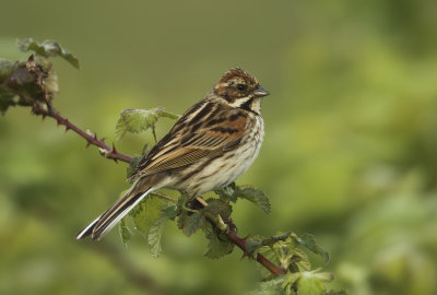 Reed Bunting - Emberiza schoeniclus (Rietgors) 