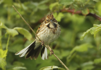 Reed Bunting - Emberiza schoeniclus (Rietgors) 