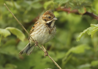Reed Bunting - Emberiza schoeniclus (Rietgors) 