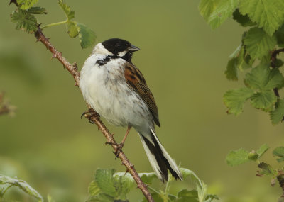 Reed Bunting - Emberiza schoeniclus (Rietgors) 