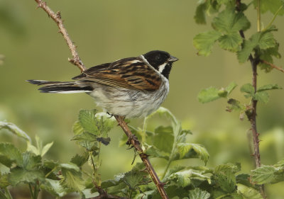 Reed Bunting - Emberiza schoeniclus (Rietgors) 