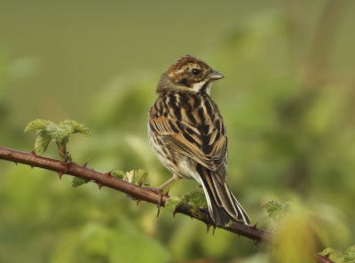 Reed Bunting - Emberiza schoeniclus (Rietgors) 