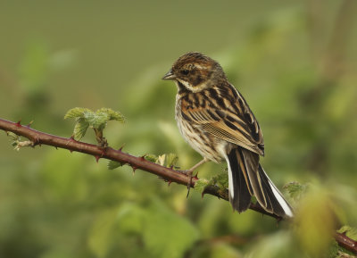 Reed Bunting - Emberiza schoeniclus (Rietgors) 