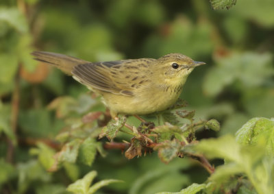 Common Grasshopper Warbler - Locustella nivea (Sprinkhaanzanger)