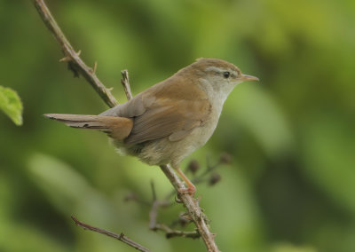 Cetti's Warbler - Cettia cetti (Cetti's Zanger)