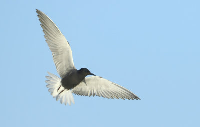 Black Tern - Chlidonias niger (Zwarte Stern)