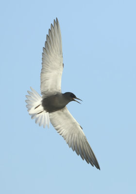 Black Tern - Chlidonias niger (Zwarte Stern)