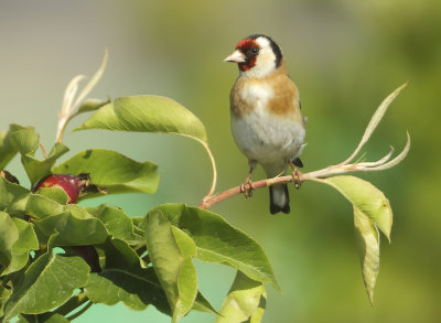 European Goldfinch - Carduelis carduelis carduelis (Putter)