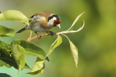 European Goldfinch - Carduelis carduelis carduelis (Putter)