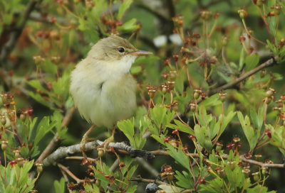 Marsh Warbler - Acrocephalus palustris (Bosrietzanger)