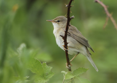 Marsh Warbler - Acrocephalus palustris (Bosrietzanger)