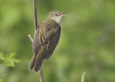 Marsh Warbler - Acrocephalus palustris (Bosrietzanger)