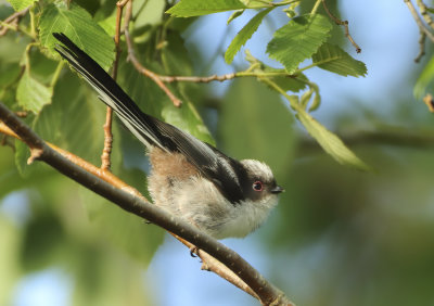 Long-tailed Tit - Aegithalos caudatus europaeus (Staartmees)
