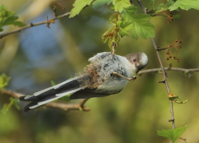 Long-tailed Tit - Aegithalos caudatus europaeus (Staartmees)