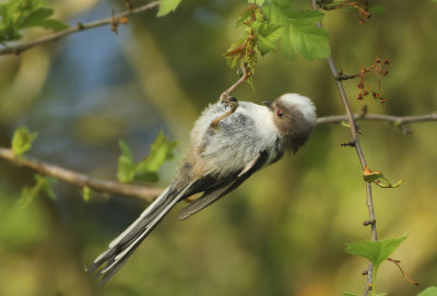 Long-tailed Tit - Aegithalos caudatus europaeus (Staartmees)