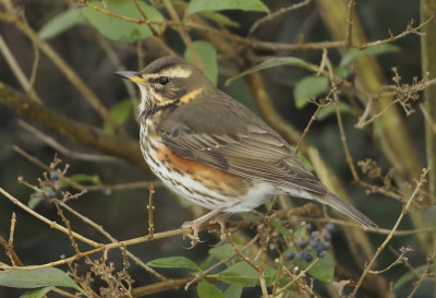Redwing - Turdus iliacus (Koperwiek)