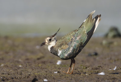 Northern Lapwing - Vanellus vanellus (Kievit)