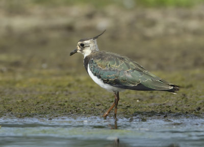 Northern Lapwing - Vanellus vanellus (Kievit)