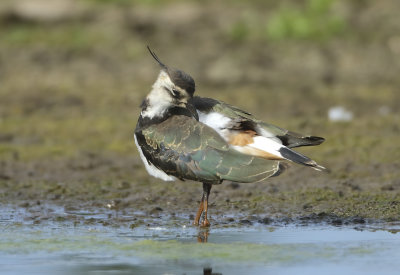 Northern Lapwing - Vanellus vanellus (Kievit)
