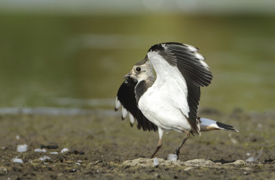 Northern Lapwing - Vanellus vanellus (Kievit)