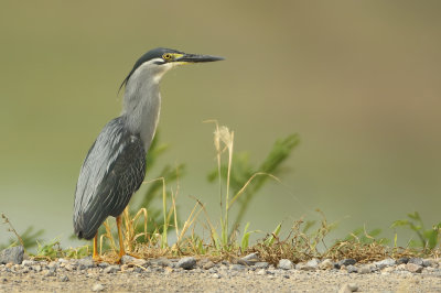 MAP: Little Heron - Butorides striatus