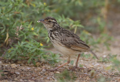 Indochinese Bush Lark - Mirafra erythrocephala 