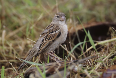 House Sparrow - passer domesticus indicus (Huismus)