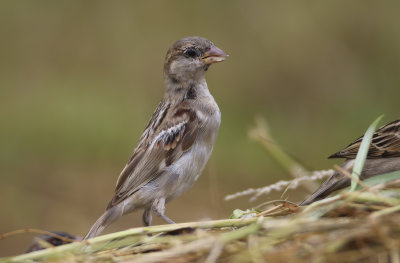 House Sparrow - passer domesticus indicus (Huismus)
