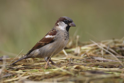 House Sparrow - passer domesticus indicus (Huismus)