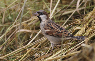 Sparrows - Passeridae 