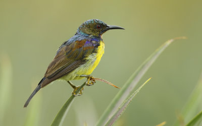 MAP: Brown-throated Sunbird - Anthreptes malacensis