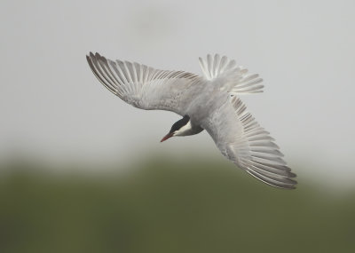Whiskered Tern - Chlidonias hybrida (Witwangstern)