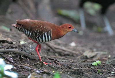 Red-legged Crake - Rallina fasciata
