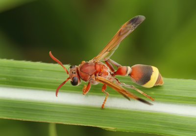 Hymenoptera - Bees, Wasps and Ants