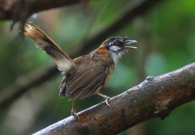 Lesser Necklaced Laughingthrush - Garrulax monileger