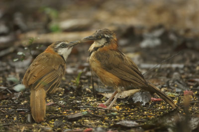 Lesser Necklaced Laughingthrush - Garrulax monileger