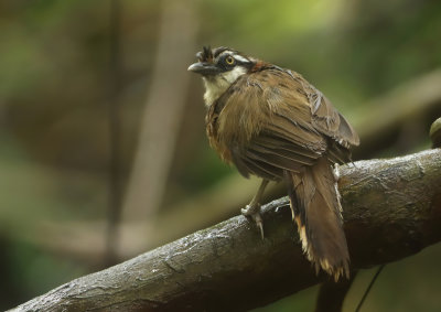 Lesser Necklaced Laughingthrush - Garrulax monileger