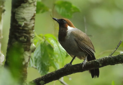 White-necked Laughingthrush - Garrulax strepitans