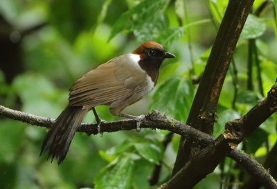 White-necked Laughingthrush - Garrulax strepitans