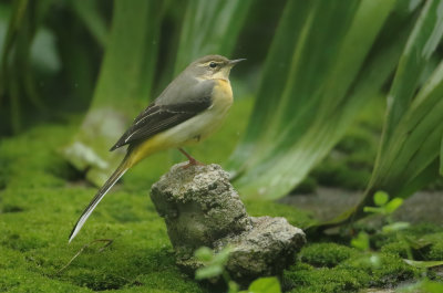 Pipits and Wagtails - Motacillidae 