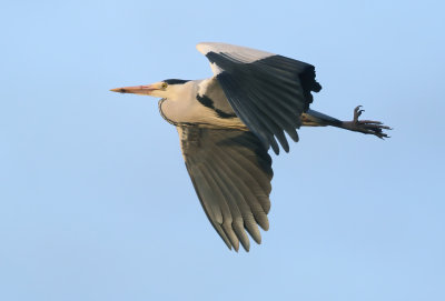 Grey Heron - Ardea cinerea (Blauwe Reiger)