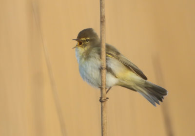 Northern Chiffchaff - Phylloscopus collybita (Tjiftjaf)