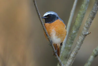 Common Redstart - Phoenicurus phoenicurus (Gekraagde Roodstaart)
