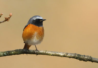 Common Redstart - Phoenicurus phoenicurus (Gekraagde Roodstaart)